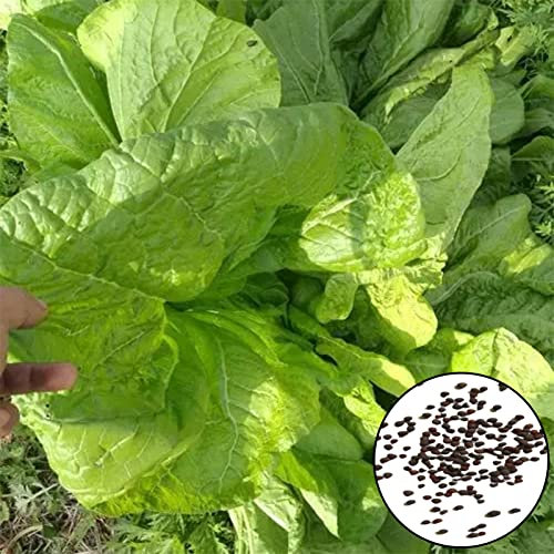 Roadoor Senf-Samen, 500 Stück Gemüsesamen Produktive Nicht-Pestizide Natürliche Mini-Gartensamen Farmzubehör Grün