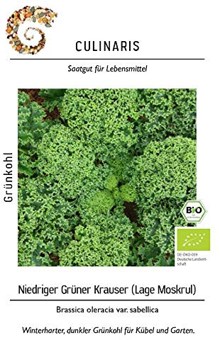 Culinaris 048 Grünkohl Niedriger Grüner Krauser (Bio-Grünkohlsamen)