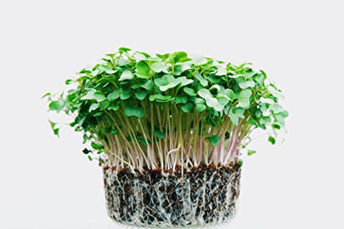 50g Mustard Cress Mixed Seeds Pouch Add Spicy Kick to Sandwiches with This Mix