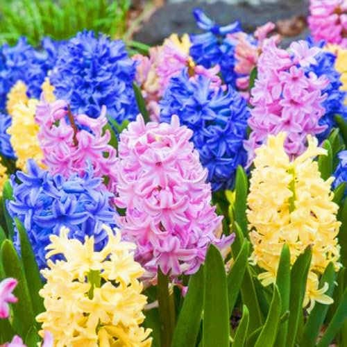 Bulbi Di Giacinto-Bulbi Giacinto In Vaso Pianta Di Giacinto Giacinto Bulbo Bulbi Giacinto Vaso Bulbo Giacinto,Pianta Perenne-2Bulbi-e
