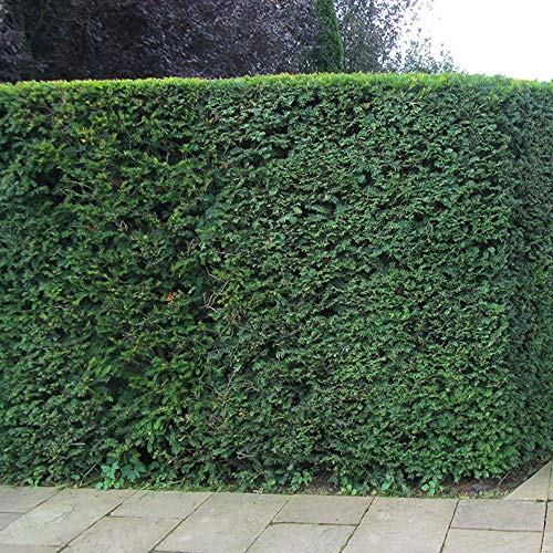 Arbre de l'if commun (Taxus Baccata) - Spécimen ancien à feuillage persistant pour les haies de confidentialité, facile d'entretien et tolérant à l'ombre.