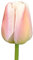 The Bulb Farmers - 64 x Tulpe 'Apricot Pride' - Aprikose - Blumenzwiebeln direkt vom Züchter - Frühjahrsblüher - Zwiebelgröße Z 12- (die optimale Größe für den Garten)