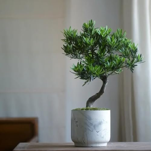 20 pcs podocarpus samen stauden winterhart mehrjährig winterharte kübelpflanzen geschenke für gartenliebhaber gewächshaus balkon pflanzen samen bonsai samen pflanzen garten immergrüne