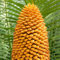Zwergpalme 15 Samen ''Chamaerops humilis'' **Winterhart* Robust und dürreresistent