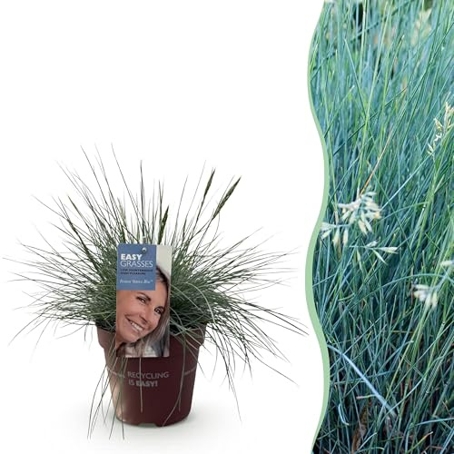 Ziergräser - Festuca glauca Intense Blue - Blau - Immergrün - Winterhart - 40-50cm - Ø17cm - Gartenpflanze