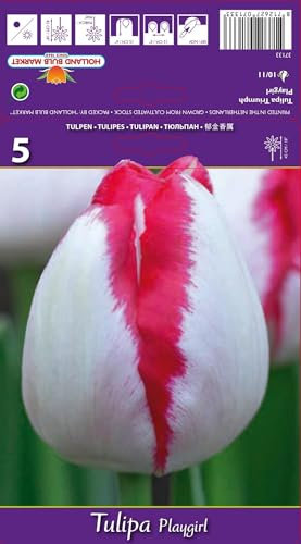AGRONOM | TULPEN - PLAYGIRL | Mehrjährige Blumenzwiebeln | Weiß/Rot Blumen | Werden in Blumengärten, in blühenden Rasenflächen gepflanzt | Die herrlich Blüten | Tulpenzwiebeln | 5 Blumenzwiebel