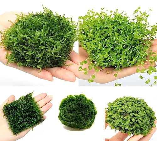 100 Pezzi Semi Di Piante Acquatiche - Piante Acquatiche - Piante Da Laghetto Resistenti, (Macrofite) Regali Per Gli Amanti Del Giardino Semi Di Groundcover Della Pianta Dell'Acquario,
