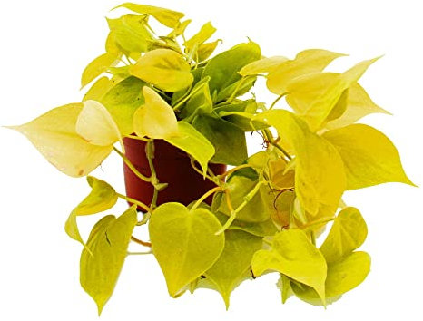 Exotenherz - Philodendron scandens Lime - Gelb-grüner Kletternder Baumfreund - 12cm Topf