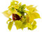 Exotenherz - Philodendron scandens Lime - Gelb-grüner Kletternder Baumfreund - 12cm Topf