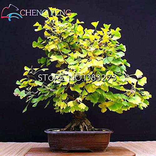 5 x Rare Ginkgo piante e foglie autunnali in vaso Albero Pianta perenne Fiori pianta : Chiaro