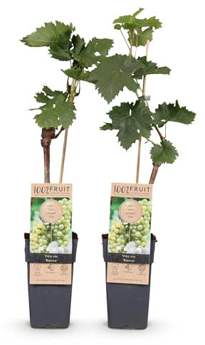 GreenboutiQ - Obstpflanze - Weiße Traube - Vitis vinifera Bianca - 2 Pflanzen - Topf 15cm Höhe 50cm