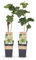 GreenboutiQ - Obstpflanze - Weiße Traube - Vitis vinifera Bianca - 2 Pflanzen - Topf 15cm Höhe 50cm