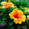 Hibisco/flor de hibisco planta-Flores ornamentales, plantas en maceta, adecuadas para plantar en balcones-1 bulbo-A