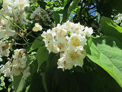 Trompetenbaum Catalpa bignonioides Pflanze 15-20cm Beamtenbaum Bohnenbaum