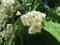 Trompetenbaum Catalpa bignonioides Pflanze 15-20cm Beamtenbaum Bohnenbaum