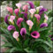 Calla zwiebeln,winterharte,calla lily,calla zwiebeln winterhart mehrjährig,calla knollen angebot,calla outdoor,calla pflanze knolle,calla pflanze echt,calla lily plants live.-10zwiebeln-I