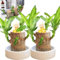 Madera brasileña, planta de madera brasileña con Groot, decoración de madera brasileña, plantas de interior de madera brasileña, plantas de jardín para el hogar, adecuadas para cultivo en interiores
