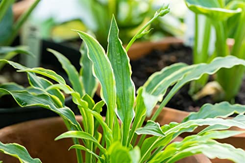 Hosta pulchella 'Stiletto' ca. 9x9 cm Topf - Funkie, schmale grüne Blätter, ideal für schattige Beete, pflegeleicht, winterhart