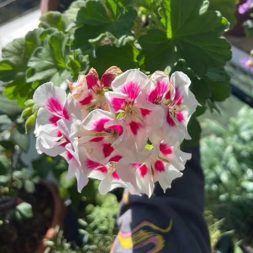 100 pcs geranien samen hängend mehrjährig, Geranie, bienenfreundliche blumensamen, garten geschenk geranien pflanzen echt (Pelargonium hortorum) blumen für balkon, bio saatgut wildblumensamen,
