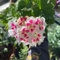 100 pcs geranien samen hängend mehrjährig, Geranie, bienenfreundliche blumensamen, garten geschenk geranien pflanzen echt (Pelargonium hortorum) blumen für balkon, bio saatgut wildblumensamen,