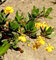 Grüner Polster Berberitze 15-20cm - Berberis buxifolia Nana