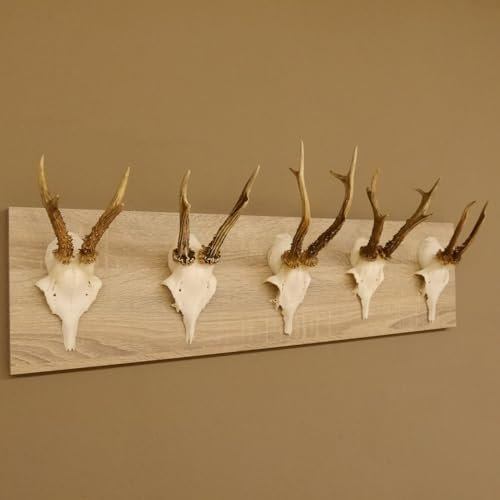 5 Stück Rehgeweihe auf moderne Holzdeko Unikat Rehbock Reh Bock Geweihe 27.41.6