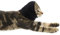 Savita Cache Cou Chien, Cache Oreilles pour Animaux de Compagnie pour la Protection Contre Le Bruit pour Soulager l'Anxiété Causée par Le Séchage Forcé des Feux d'artifice du Tonnerre (Taille S)