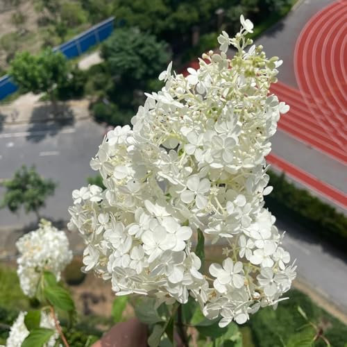 350 piezas semillas resistentes de hortensia de panícula, flores de jardín resistentes, plantas trepadoras resistentes (Hortensia paniculata) balcón de flores, semillas de bonsái plantas
