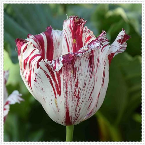 Tulpen zwiebeln winterhart mehrjährig, tulpen zwiebeln gemischt Gartendekoration, einfach zu pflanzen, wächst gut in Töpfen-3zwiebeln-H