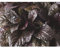 Ajuga Elmblut - Rotblättriger Günsel, Topf 12 cm, winterhart in Gärtnerqualität von Blumen Eber - 12 cm