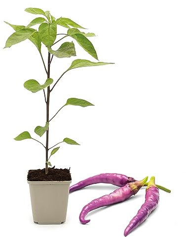 FLORTUS Chili Pflanzen im Topf Buena Mulata | 1 Pflanze zur Chili Anzucht | Pflanze für scharfe Chili Schoten | Chili Samen Alternative