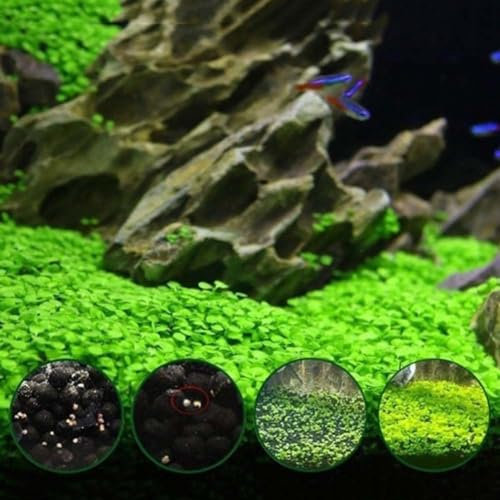 kiskick 600 Stück Wassergras-Pflanzensamen für Aquarien, Aquarien, Landschaftsdekoration, Samen zum Pflanzen von Hydrokulturen im Innenbereich oder im Kräutergarten im Freien Samen von Wassergras