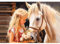 Castorland Puzzle mit 1000 Teilen: Mein Freund Pferd