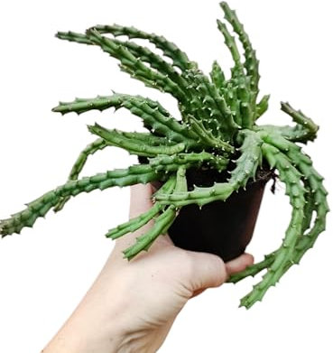 Orbea variegata stapelia pianta grassa vera
