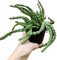 Orbea variegata stapelia pianta grassa vera