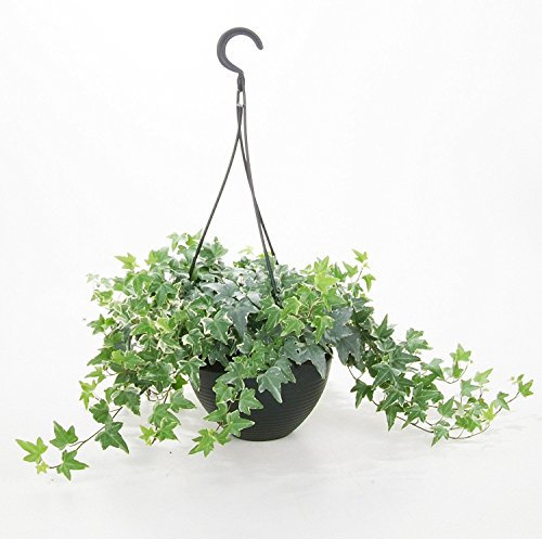 25 Semillas Inglés hiedra Hedera Helix de la planta de purificación de aire