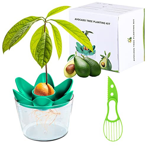 Herefun Piante di Avocado, Kit Regalo per Avocado, Pianta Avocado Innestata, Kit Coltivazione Avocado, Vassoi per la Germinazione Adatto per Coltivazioni di Balconi da Interno/Regalo da Giardino