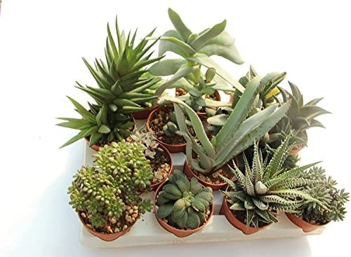 Italy Green Life - Set 6 Piante Grasse Vere Senza Spine vaso da 6,5cm | Mini Piantine da Interno ed Esterno | Piante Succulente Ideali per Scrivania, Casa e Ufficio | Regali Ecosostenibili