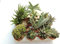Italy Green Life - Set 6 Piante Grasse Vere Senza Spine vaso da 6,5cm | Mini Piantine da Interno ed Esterno | Piante Succulente Ideali per Scrivania, Casa e Ufficio | Regali Ecosostenibili
