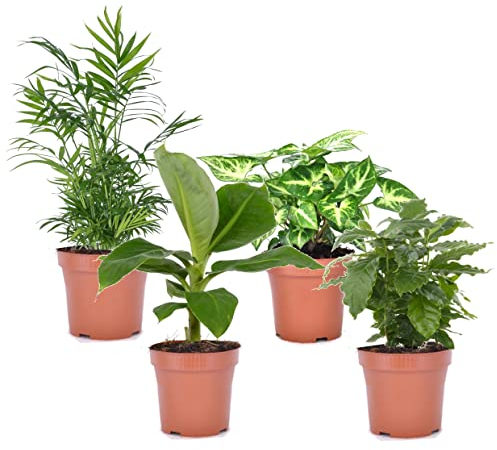Plant in a Box - Plantes d'intérieur purificatrices d'air - Melange de 4 - Musa - Chamadeea - Syngonium - Coffea - Pot 12cm - Hauteur 25-40cm
