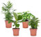 Plant in a Box - Vier Pflanzen - Chamaedorea, Musa, Syngonium, Coffea - Topf 12cm - Höhe 25-40cm