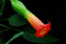 3 Semi Trombe Di Angeli (Brugmansia Sanguinea) G352ANGELS Semenze di trombetta Semi