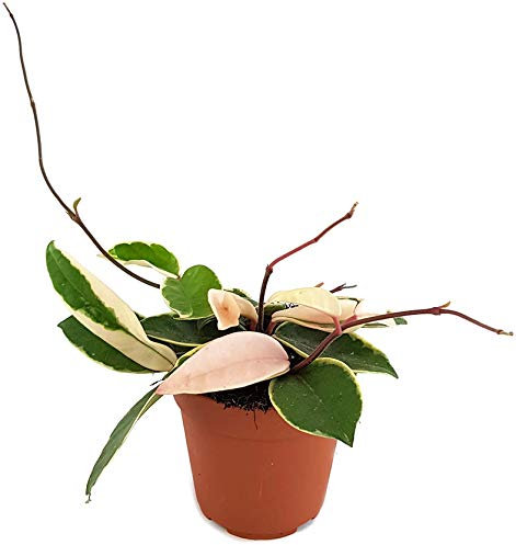 Fangblatt - Hoya carnosa Krimson Queen - wunderschöne hängende Zimmerpflanze ebenso Wachsblume oder Porzellanblume genannt - pflegeleichte Pflanze für das Wohnzimmer mit fantastischen Blüten