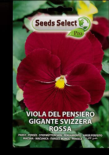VIOLA DEL PENSIERO GIGANTE SVIZZERA ROSSA SEME IN BUSTINA