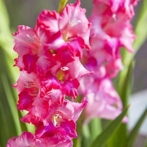 Gladiolen Rosa, 10 Zwiebeln aus Holland, echte große Gladiolenpflanzen für Garten und Töpfe (keine Samen, nicht künstlich und winterhart)