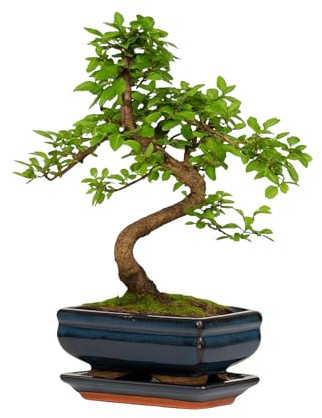 Chinese Elm Bonsai Tree 25–35cm | 6–8 Years Old | Elegant Indoor, Outdoor Bonsai Gift for Beginners | Includes Glazed Ceramic Pot & Drip Tray