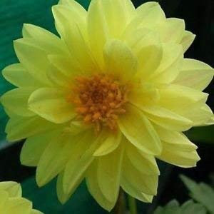 VISA STORE Dahlia Opera Graines Jaune (Dahlia variabilis) 80 + Graines