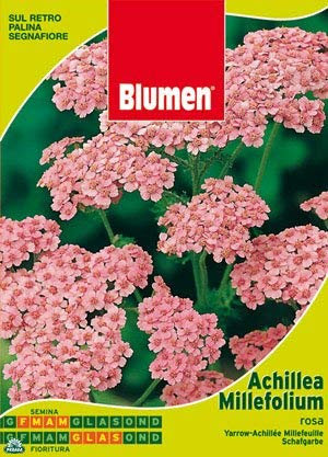 SEMENTI DI ACHILLEA MILLEFOLIUM ROSA giardino semi seeds fiori aiuole blumen