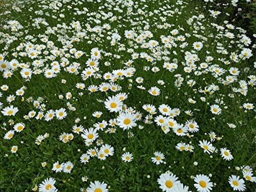 deutsche Wiesen-Margerite Samen, heimische Margerithe (lat. Leucanthemum vulgare) als Blumenwiese, Blumen Saatgut für Rasen & Wiese (3.000 Samen)