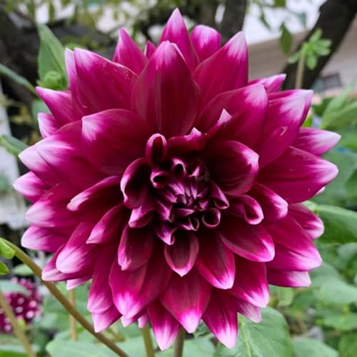 Dahlienzwiebeln Dahlien knollen großblumig winterhart Dahlien knollen winterhart rot Dahlien knollen winterhart